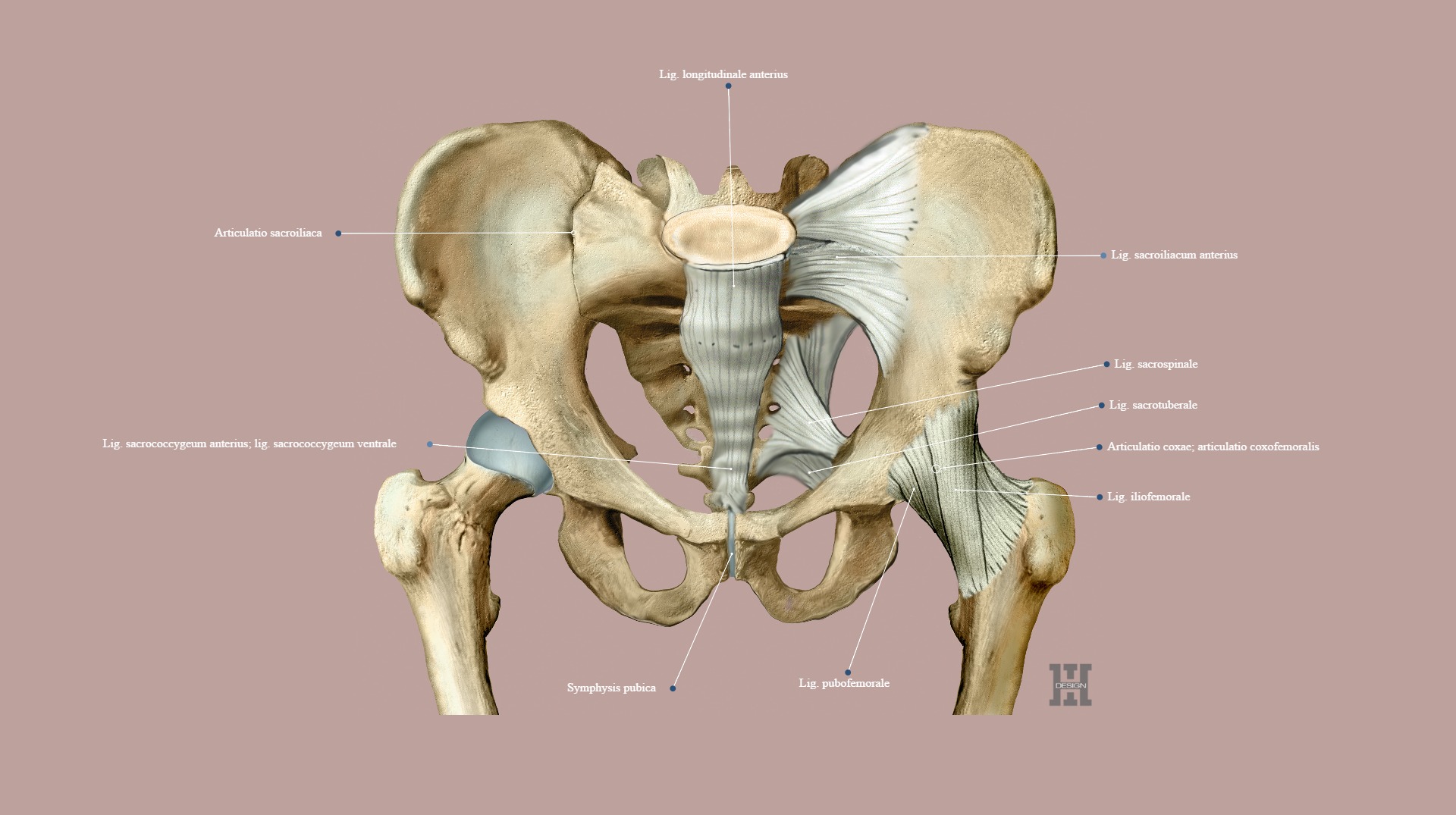 articulatie sacroiliaca)