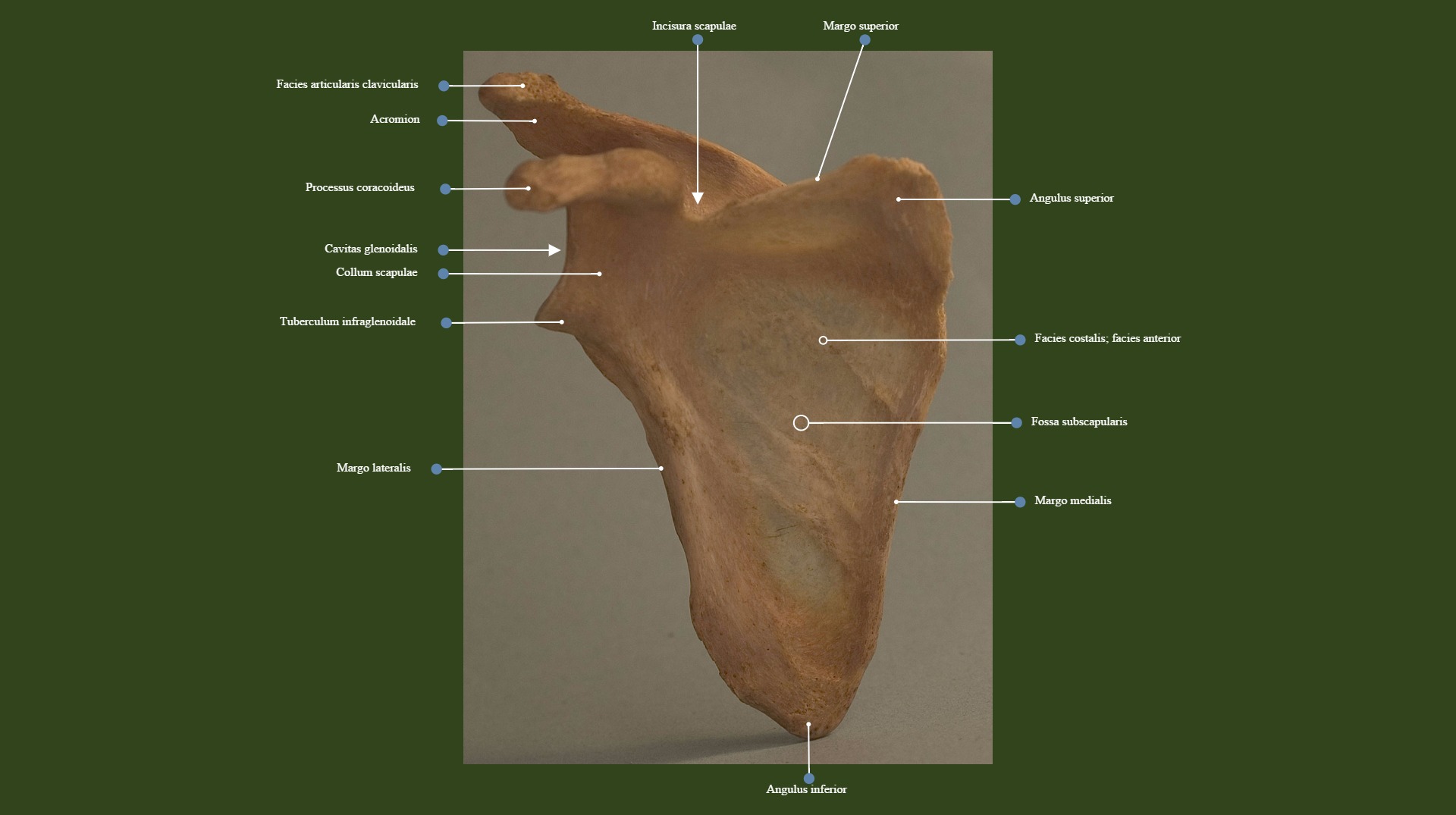 Anterior view the scapula